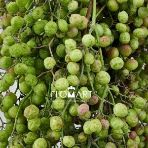 Schinus Molle Natural Green - Image 2