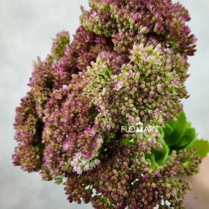 Sedum Herbstfreude