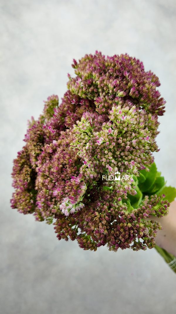 Sedum Herbstfreude