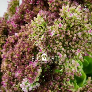 Sedum Herbstfreude - Image 2