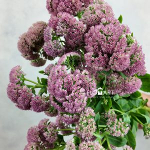 Sedum Pink