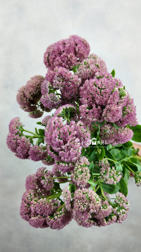 Sedum Pink