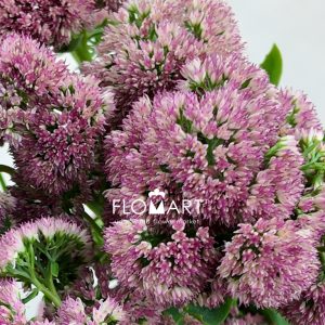 Sedum Pink - Image 2