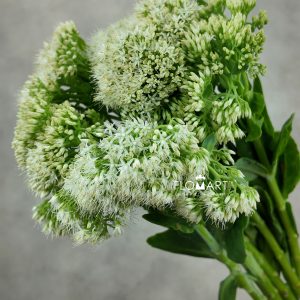 Sedum White