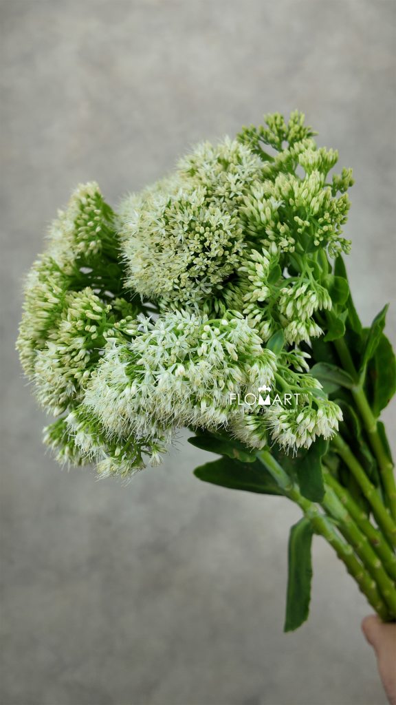 Sedum White