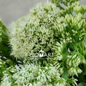 Sedum White - Image 2