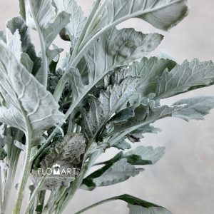 Senecio Maritima