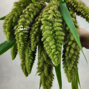 Setaria Italica