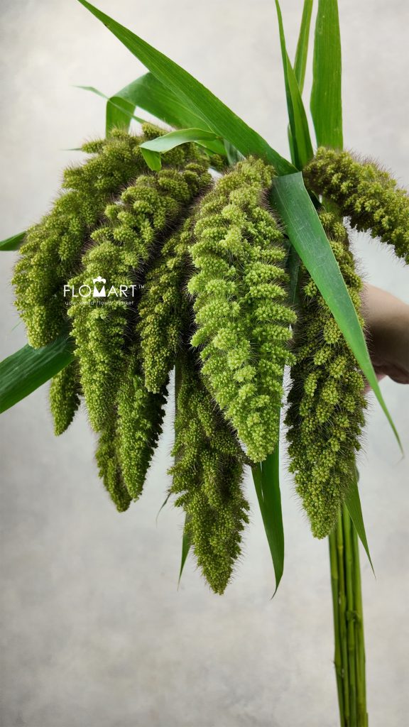 Setaria Italica