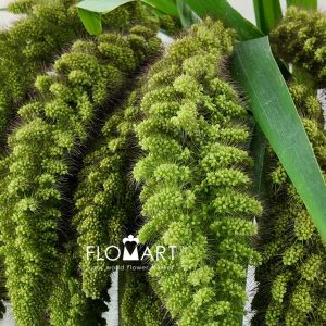 Setaria Italica - Image 2