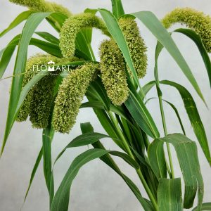 Setaria Volle Melk