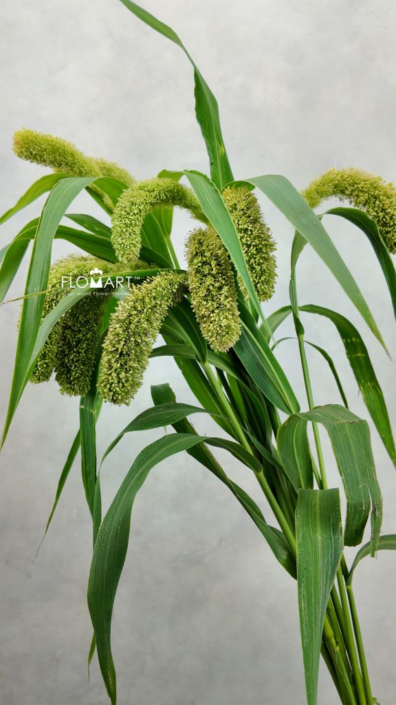 Setaria Volle Melk