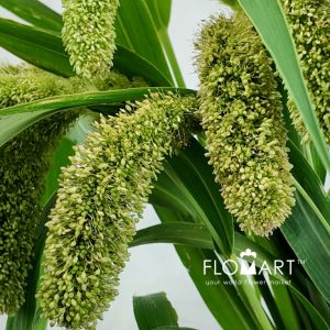 Setaria Volle Melk - Image 2