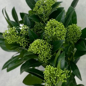 Skimia Kew Green