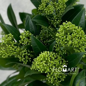Skimia Kew Green - Image 2