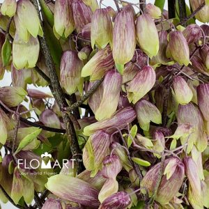 Sky Lantern Flower - Image 2