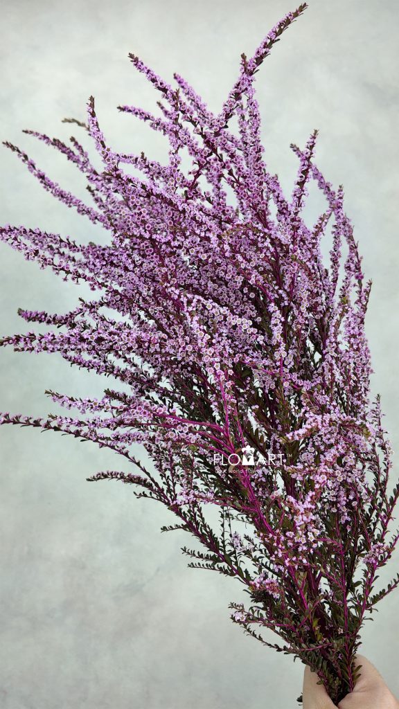 Snow Plum Pink