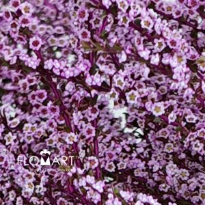 Snow Plum Pink - Image 2