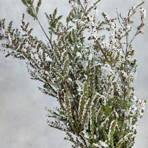 Snow Plum White