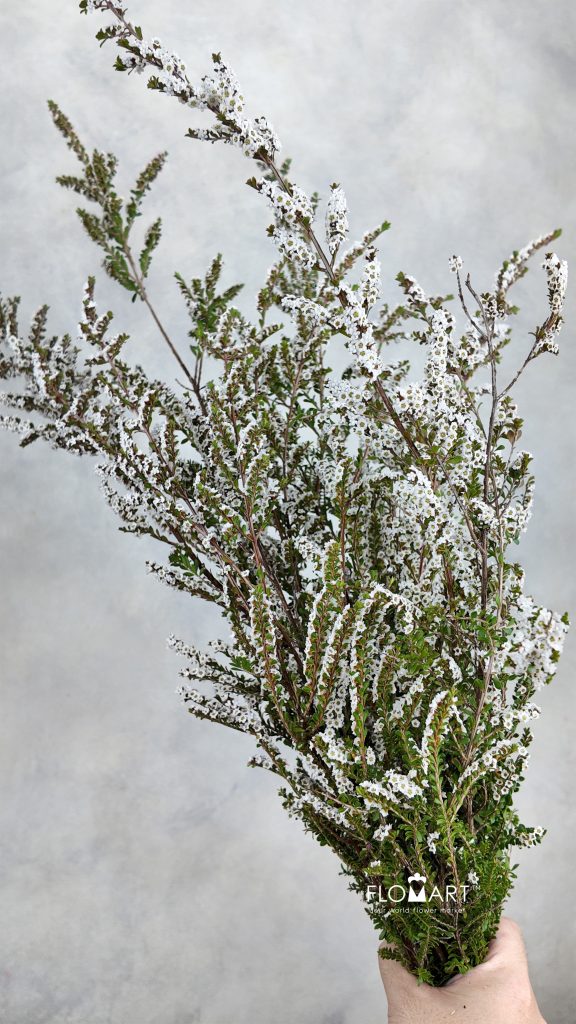 Snow Plum White