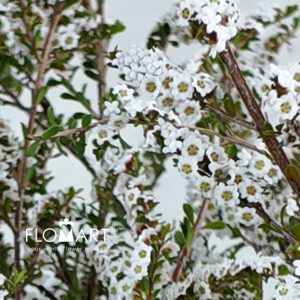 Snow Plum White - Image 2