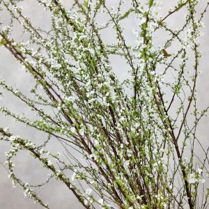 Snow Willow