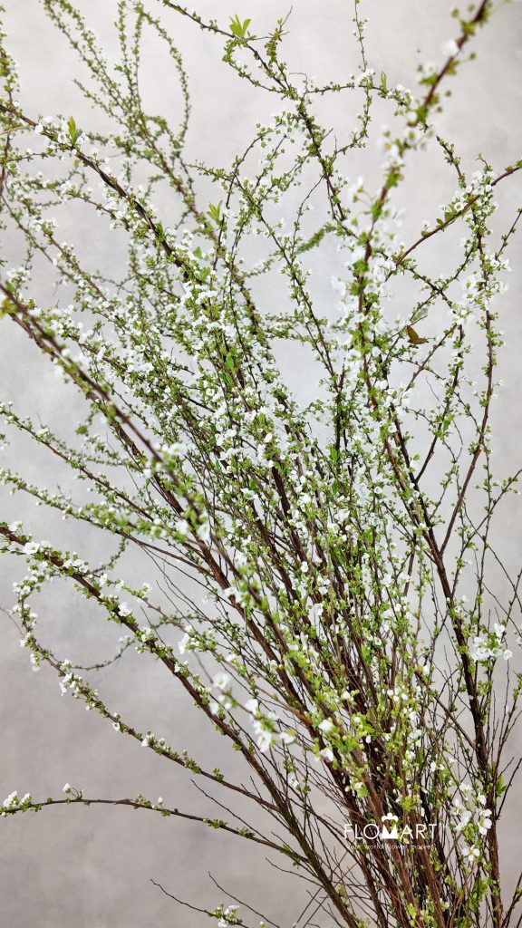 Snow Willow