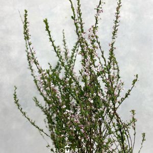 Snow Willow Pink