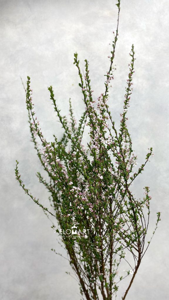Snow Willow Pink