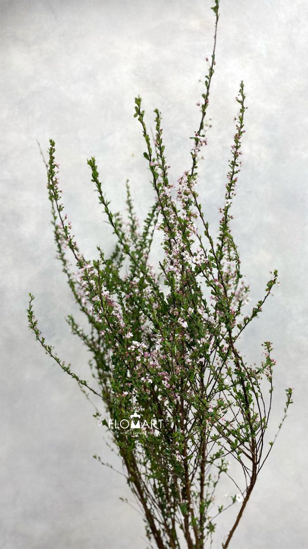 Snow Willow Pink Snow Willow Pink