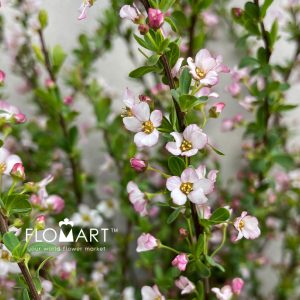 Snow Willow Pink - Image 2