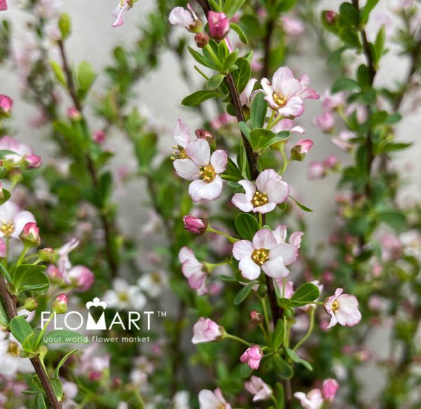 Snow Willow Pink