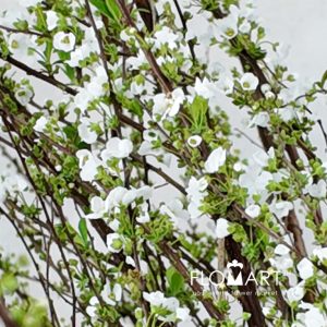 Snow Willow - Image 2