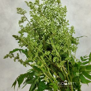 Sorbaria Sorbifolia White