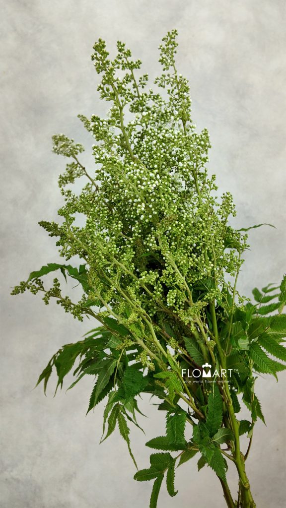 Sorbaria Sorbifolia White