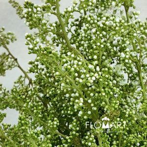 Sorbaria Sorbifolia White - Image 2