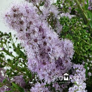 Sorbaria Sorbifolia Pink - Image 2
