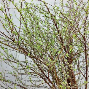 Spiraea Thunbergii