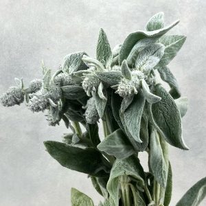Stachys Silver Finch