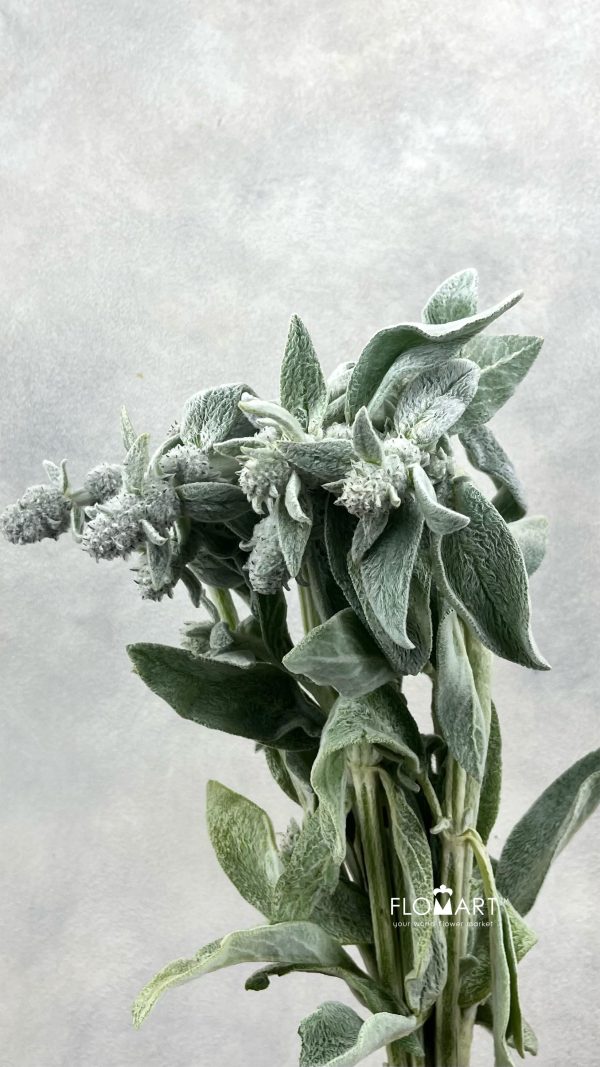 Stachys Silver Finch