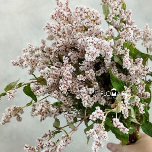 Stars Spend Light Pink