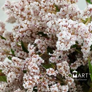 Stars Spend Light Pink - Image 2