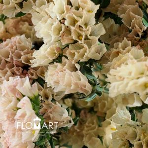 Statice Honey Apricot - Image 2
