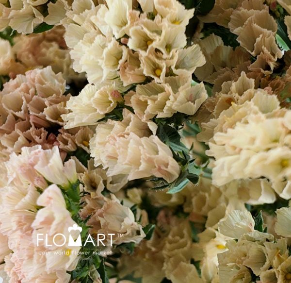 Statice Honey Apricot