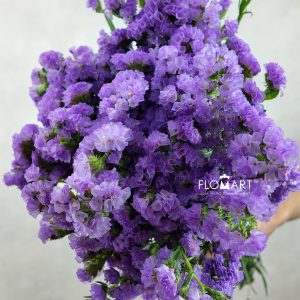 Statice Light Purple