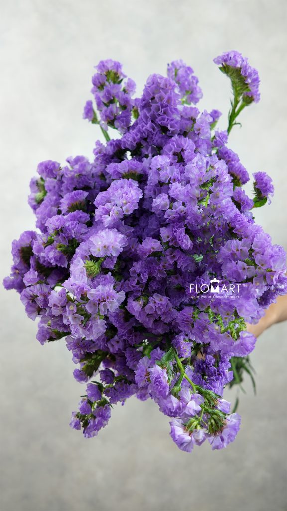 Statice Light Purple