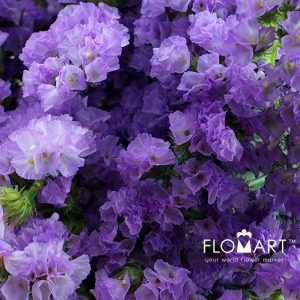 Statice Light Purple - Image 2
