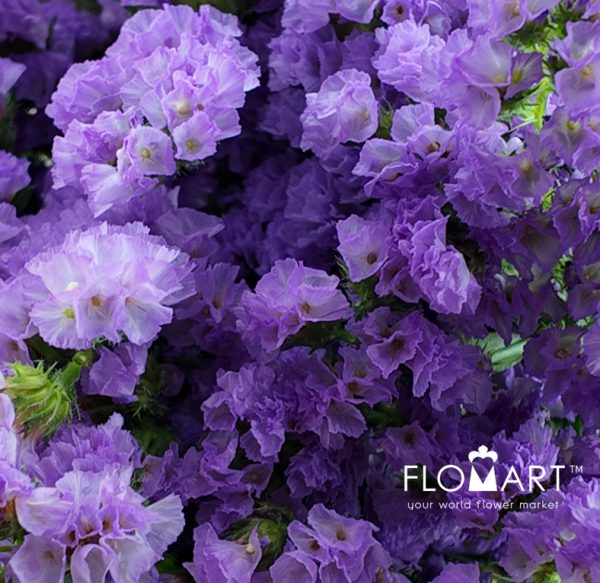Statice Light Purple