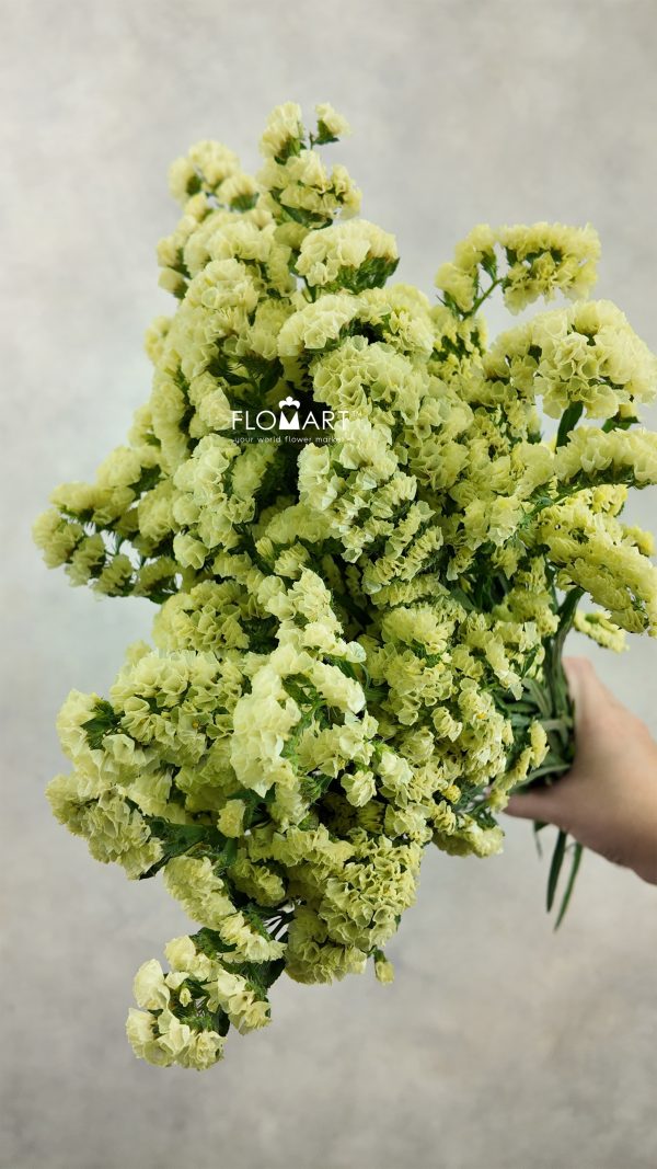 Statice Light Yellow