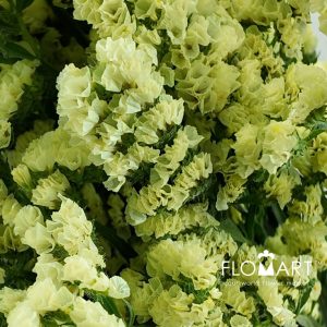 Statice Light Yellow - Image 2